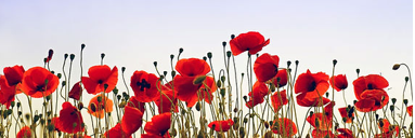 A group of red flowers

AI-generated content may be incorrect.